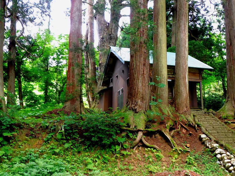 釜沢神社の大杉