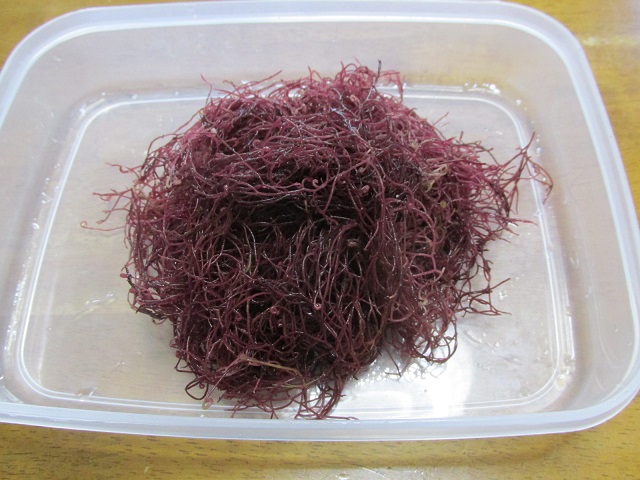 糸魚川産えご草水洗い