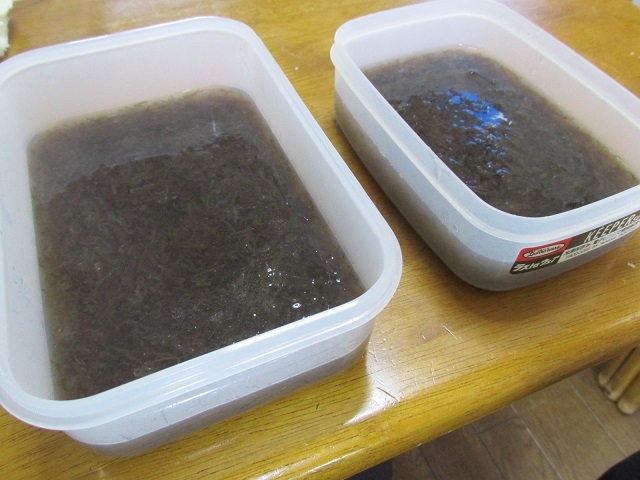 糸魚川産えご草成型